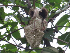 Aristolochia cymbifera