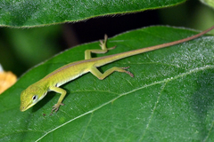 Green Anole photo 3