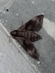 Enpinanga borneensis