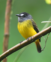 Myiotriccus ornatus