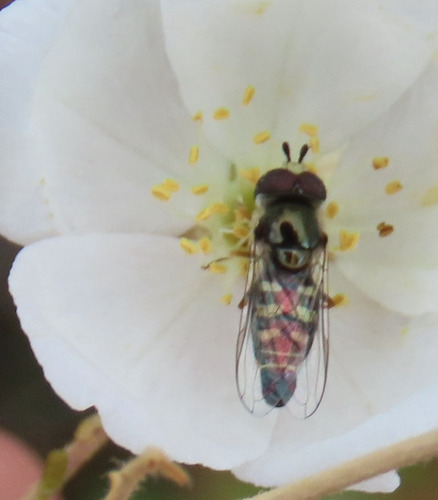 Unknown species found near Carnuel, NM 87123, USA