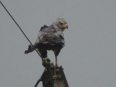 Buteogallus coronatus