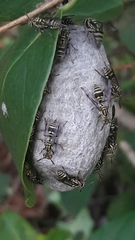 Protopolybia exigua