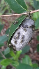 Protopolybia exigua