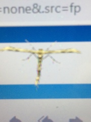 Amblyptilia pica