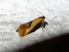 Batia lunaris