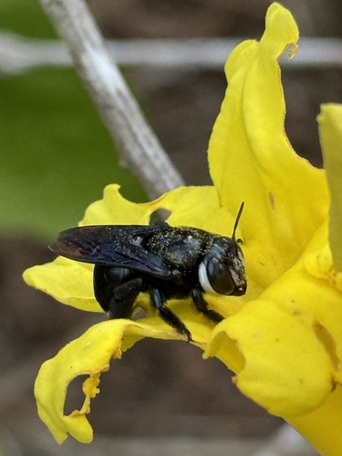 Fly-like Carpenter