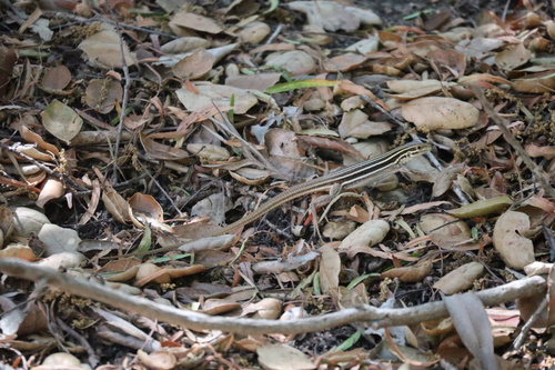 iNaturalist observation photo of Sonoran Spotted Whiptail
