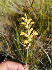 Tritoniopsis bicolor