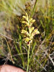 Tritoniopsis bicolor