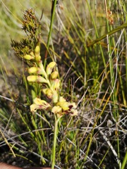 Tritoniopsis bicolor