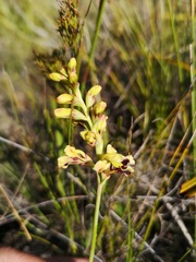 Tritoniopsis bicolor