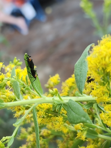 Unknown species found near Ruston, LA 71270, USA