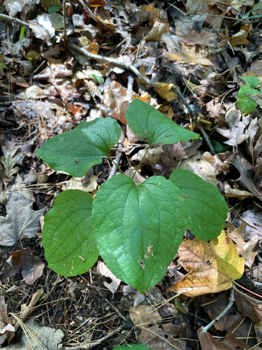 Upright Carrionflower (Smilax ecirrhata)