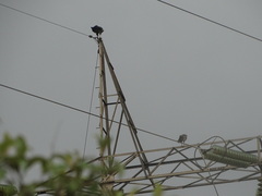 Buteogallus coronatus