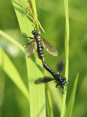 Dioctria atricapilla