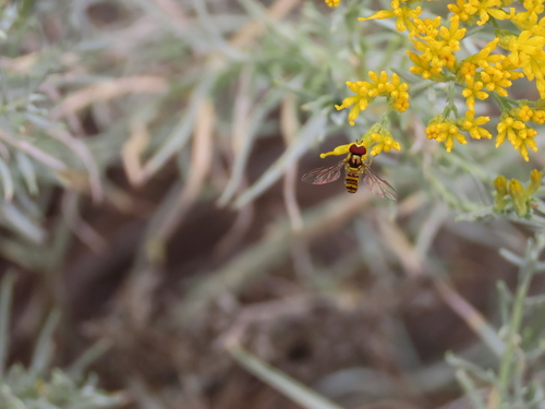 Unknown species found near Carnuel, NM 87123, USA