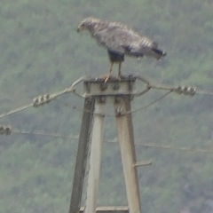 Buteogallus coronatus