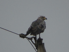 Buteogallus coronatus