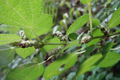 Boehmeria pilosiuscula