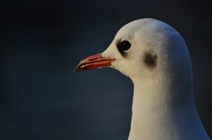 Chroicocephalus ridibundus