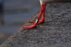 Chroicocephalus ridibundus