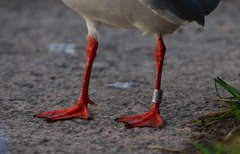 Chroicocephalus ridibundus