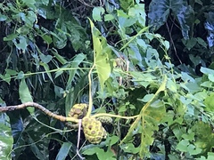Montrichardia arborescens