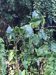 Montrichardia arborescens
