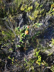Liparia splendens comantha