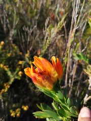 Liparia splendens comantha