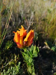 Liparia splendens comantha