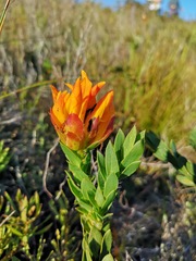 Liparia splendens comantha