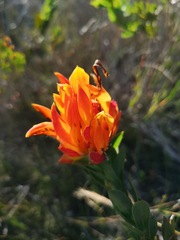Liparia splendens comantha