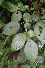 Boehmeria pilosiuscula