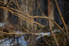 Aurantioporthe corni