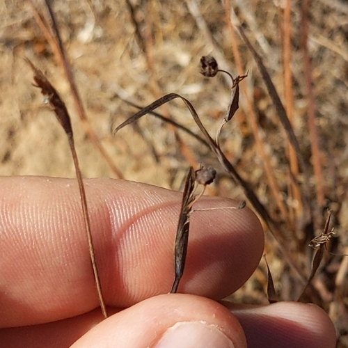 Sisyrinchium bellum