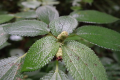 Boehmeria pilosiuscula