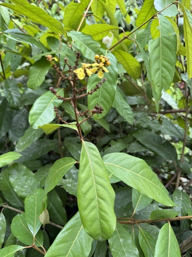 Lophopterys floribunda