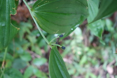 Disporum kawakamii