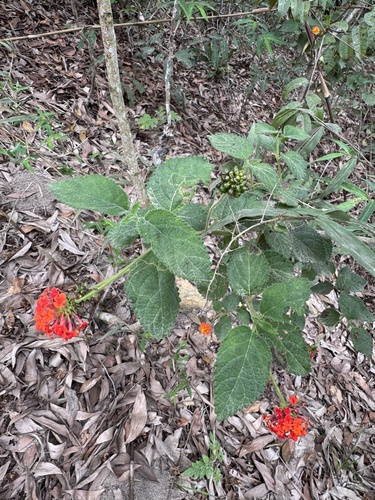 common lantana