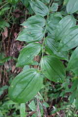 Disporum kawakamii