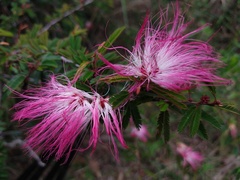 Calliandra selloi