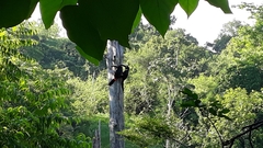 Pteroglossus torquatus