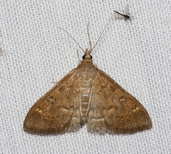 Mecyna mustelinalis