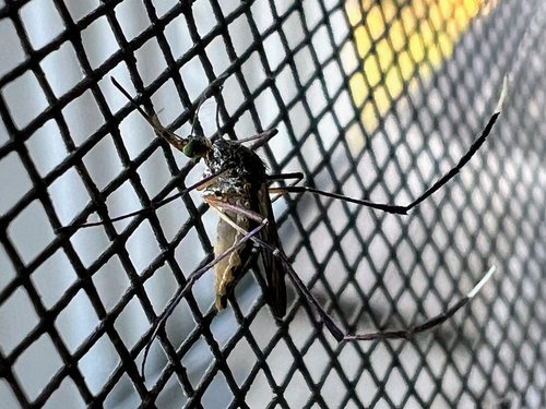 Unknown species found near Marango Dr, Rogers, AR, US