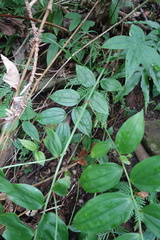 Disporum kawakamii