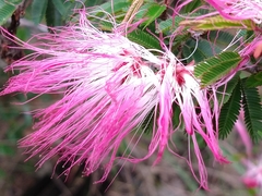 Calliandra selloi