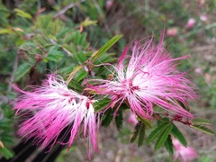 Calliandra selloi