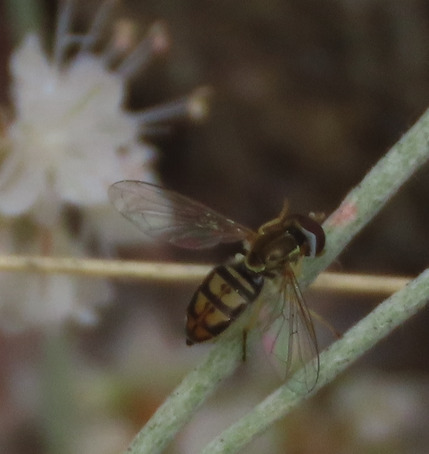 Unknown species found near Carnuel, NM 87123, USA